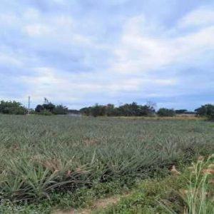 出售地皮-泰国-罗勇-3292-平方米-83.35-01