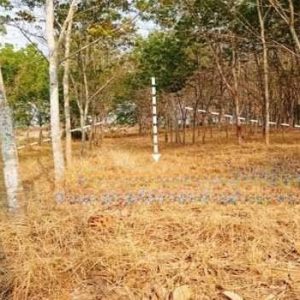 出售地皮-泰国-罗勇-87128-平方米-74.78-01