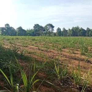 出售地皮-泰国-胶拉信-27912-平方米-4.29-01