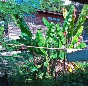 出售地皮-泰国-胶拉信-5180-平方米-12.09-01