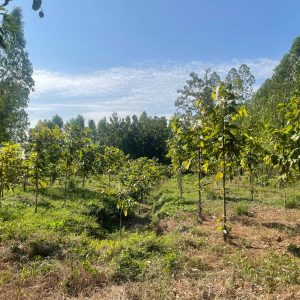 出售地皮-泰国-那空沙旺-10836-平方米-8.23-01