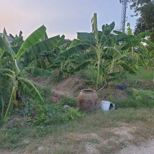 出售地皮-泰国-那空沙旺-1864-平方米-0-01