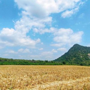 出售地皮-泰国-那空沙旺-36276-平方米-2.32-01