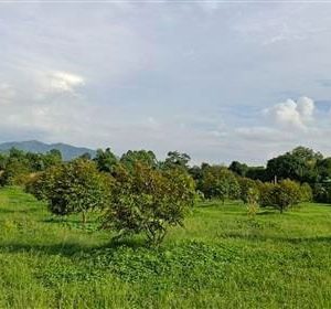 出售地皮-泰国-那空那育-12800-平方米-53.58-01