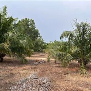 出售地皮-泰国-那空那育-17600-平方米-12.66-01