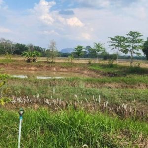 出售地皮-泰国-那空那育-6564-平方米-28.75-01