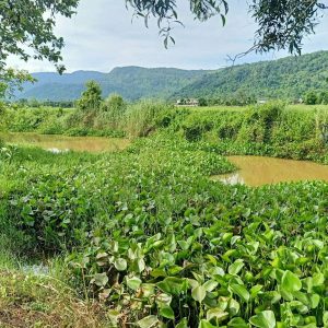 出售地皮-泰国-那空那育-7228-平方米-42.72-01