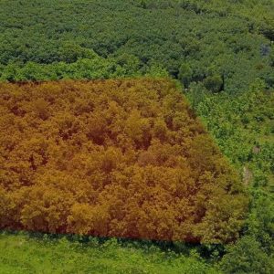 出售地皮-泰国-难-11816-平方米-4.38-01