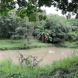 出售地皮-泰国-难-40000-平方米-12.86-01