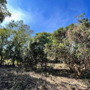 出售地皮-泰国-黎-8000-平方米-27.86-01