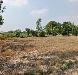 出售地皮-泰国-黎逸-14024-平方米-2.09-01