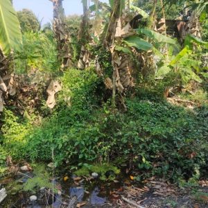 出售地皮-泰国-龙仔厝-1552-平方米-77.35-01