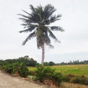 出售地皮-泰国-龙仔厝-23092-平方米-75-01