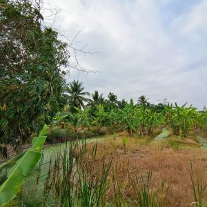 出售地皮-泰国-龙仔厝-4156-平方米-66-01